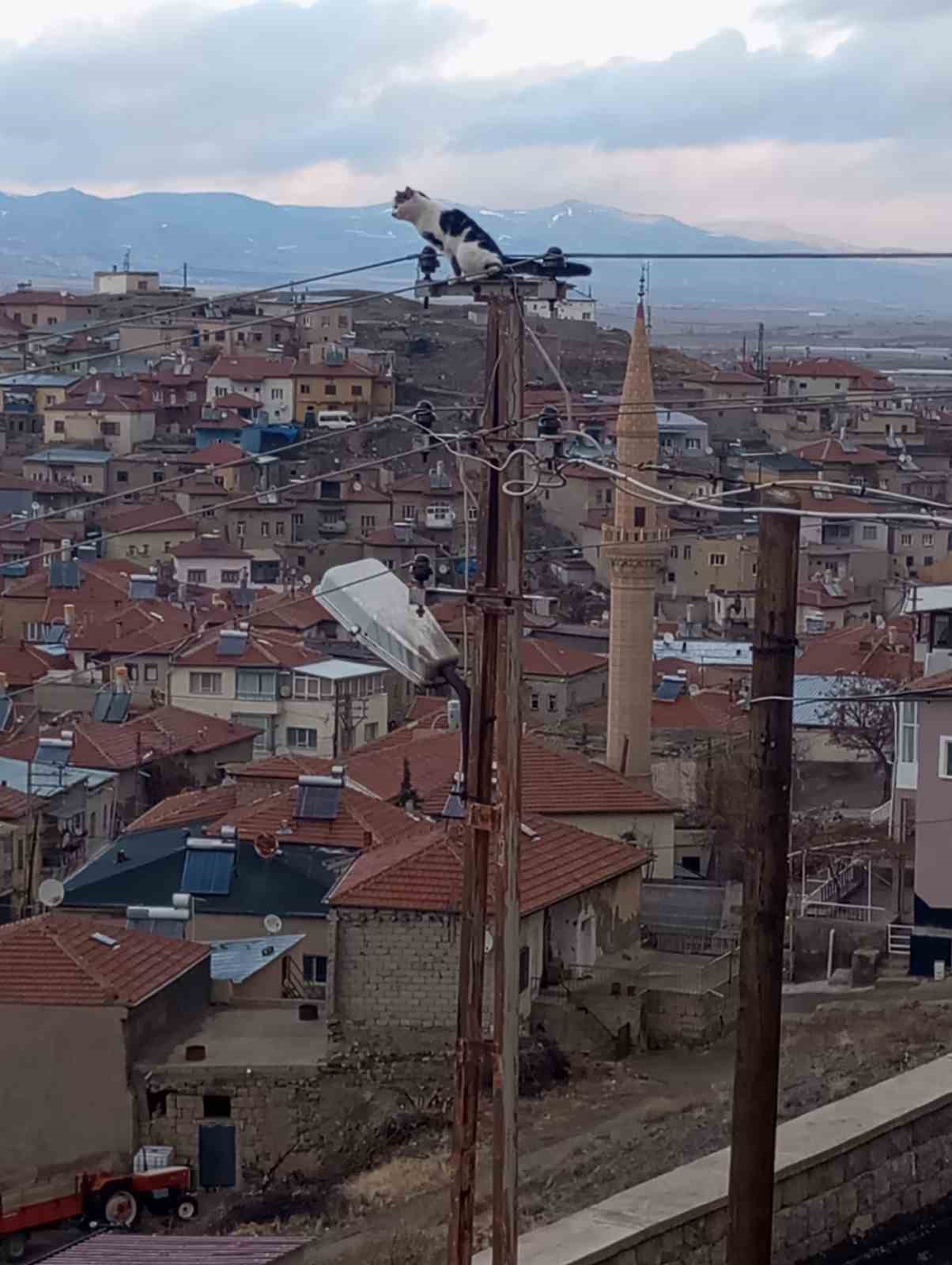 Elektrik direğinde mahsur kalan kediyi itfaiye kurtardı
