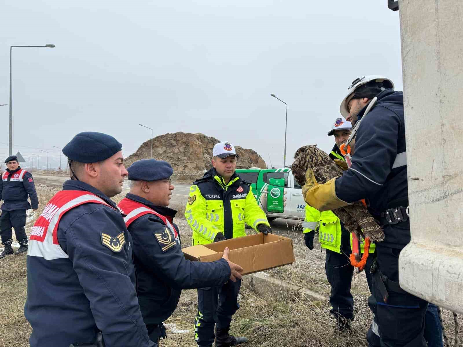 Muş’ta elektrik tellerine sıkışan puhu kuşu kurtarıldı
