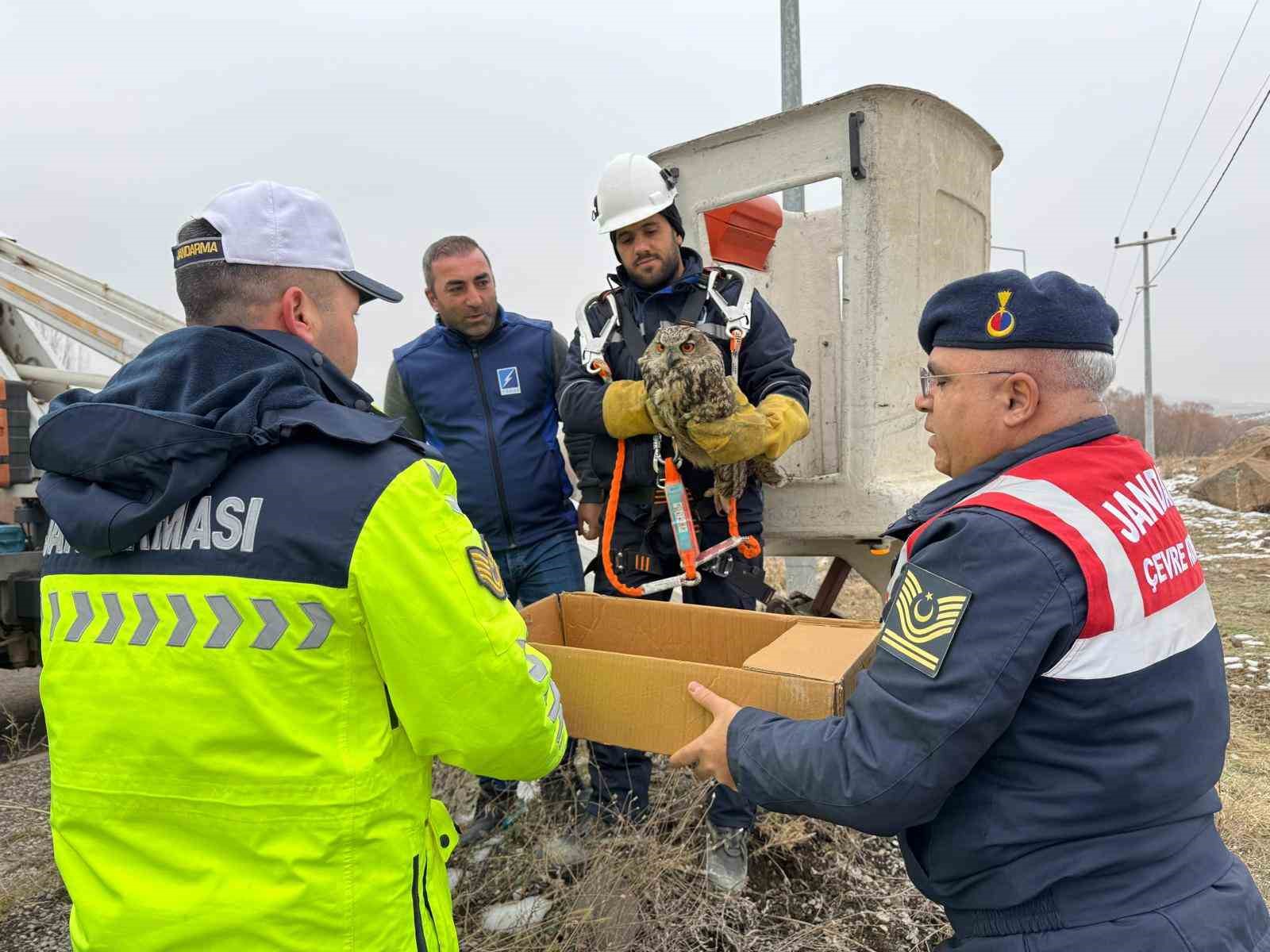 Muş’ta elektrik tellerine sıkışan puhu kuşu kurtarıldı
