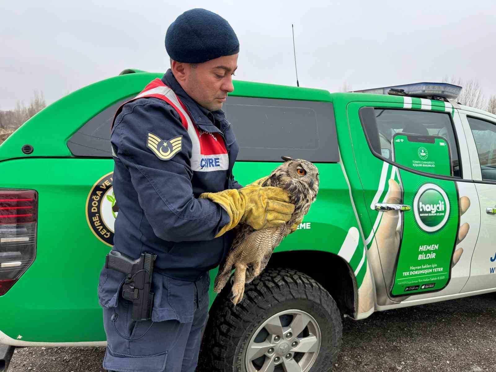 Muş’ta elektrik tellerine sıkışan puhu kuşu kurtarıldı
