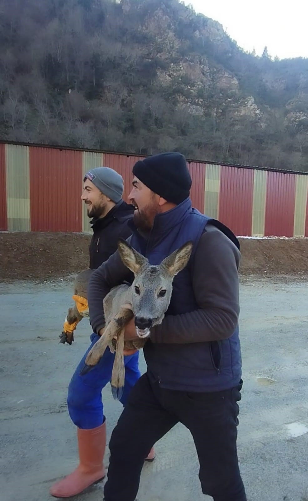 Başıboş köpeklerden kaçıp boş alabalık havuzuna düşen dişi karacayı kurtardılar
