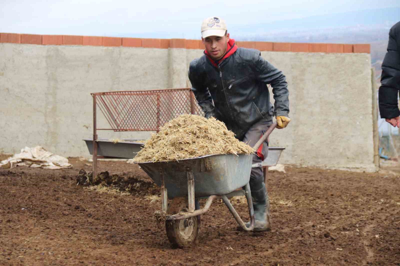 Üniversiteli çoban kış mevsiminde küçükbaş hayvan bakımının zorluklarını anlattı
