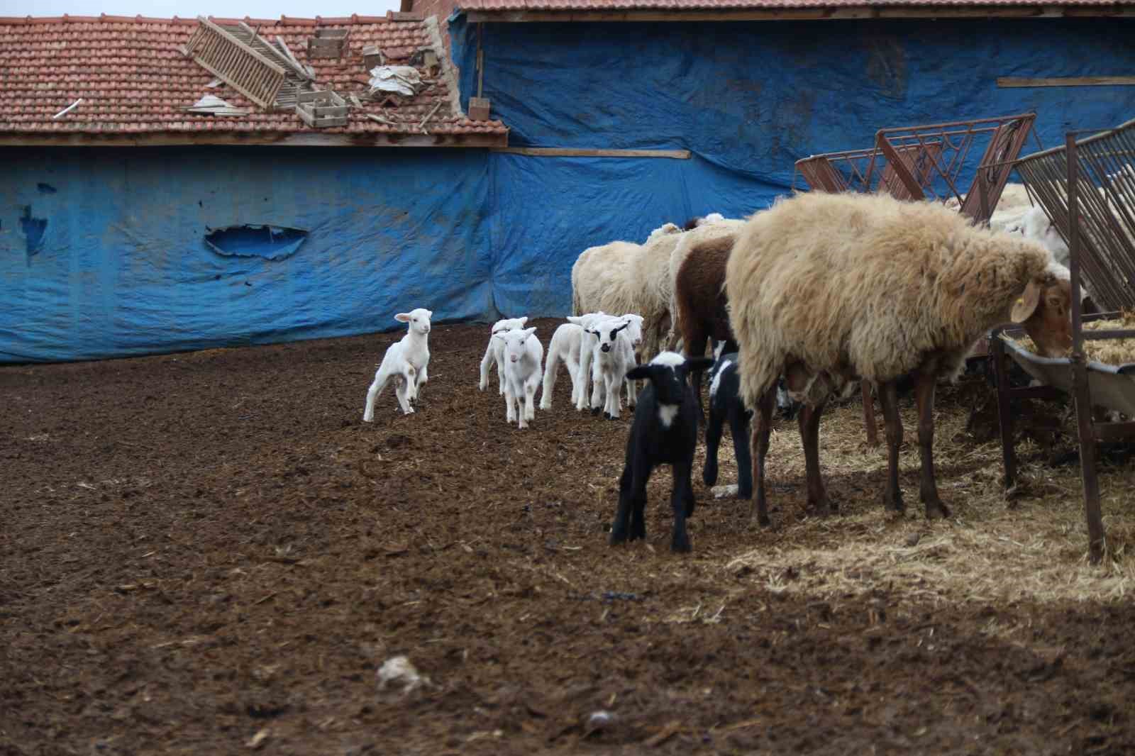 Üniversiteli çoban kış mevsiminde küçükbaş hayvan bakımının zorluklarını anlattı
