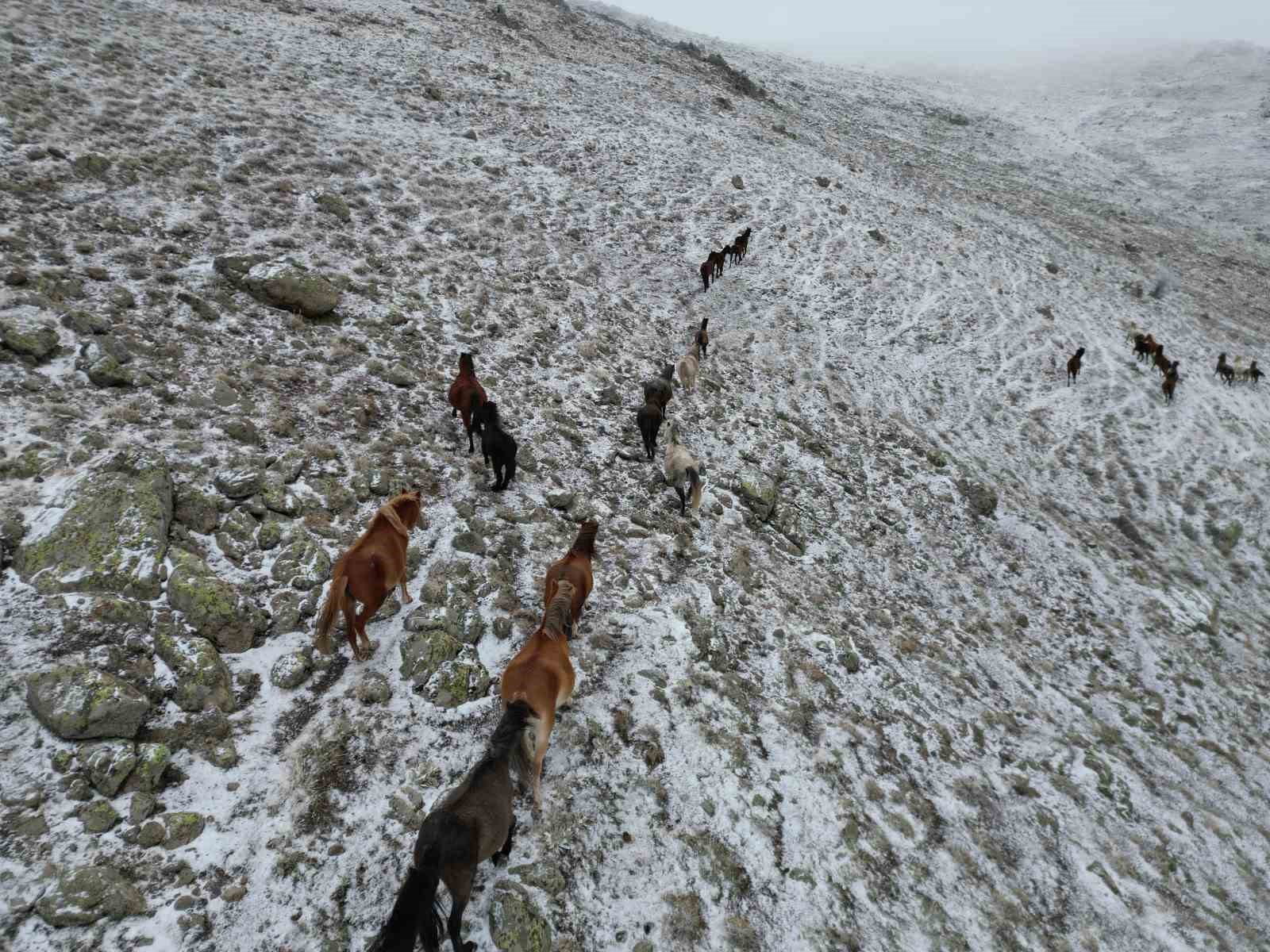 Yaylada kar altında yiyecek arayan yılkı atları havadan görüntülendi
