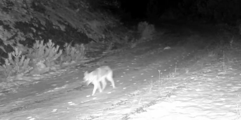 Ilgaz Dağı’ndaki yaban hayatı fotokapanla görüntülendi
