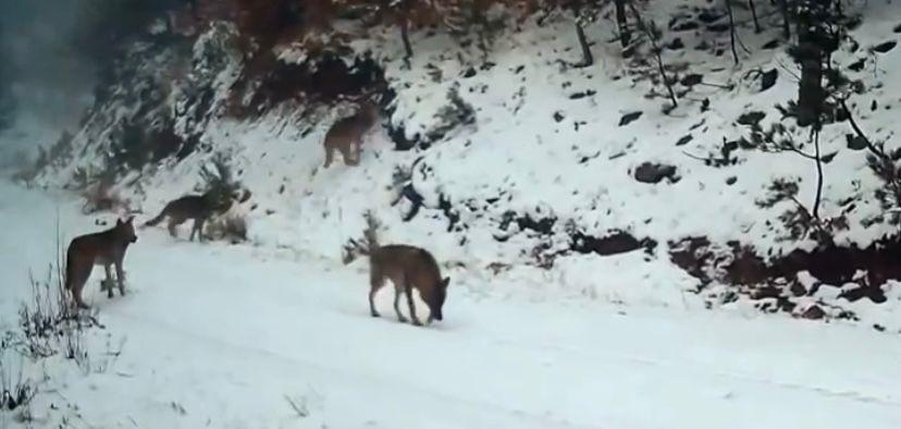 Ilgaz Dağı’ndaki yaban hayatı fotokapanla görüntülendi
