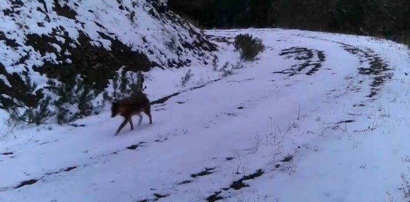 Ilgaz Dağı’ndaki yaban hayatı fotokapanla görüntülendi
