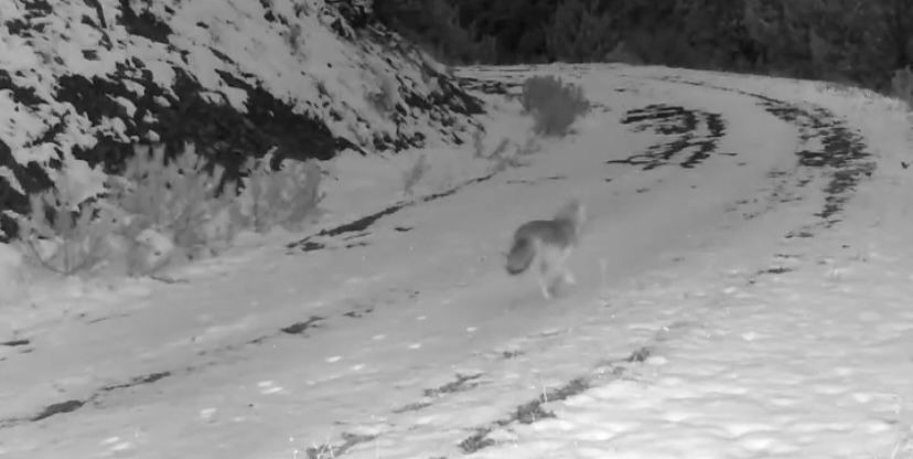 Ilgaz Dağı’ndaki yaban hayatı fotokapanla görüntülendi
