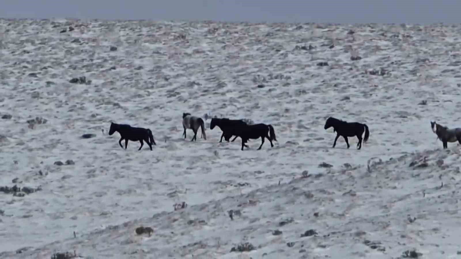 Yılkı atları için karla kaplı Akdağ’a saman taşıdılar
