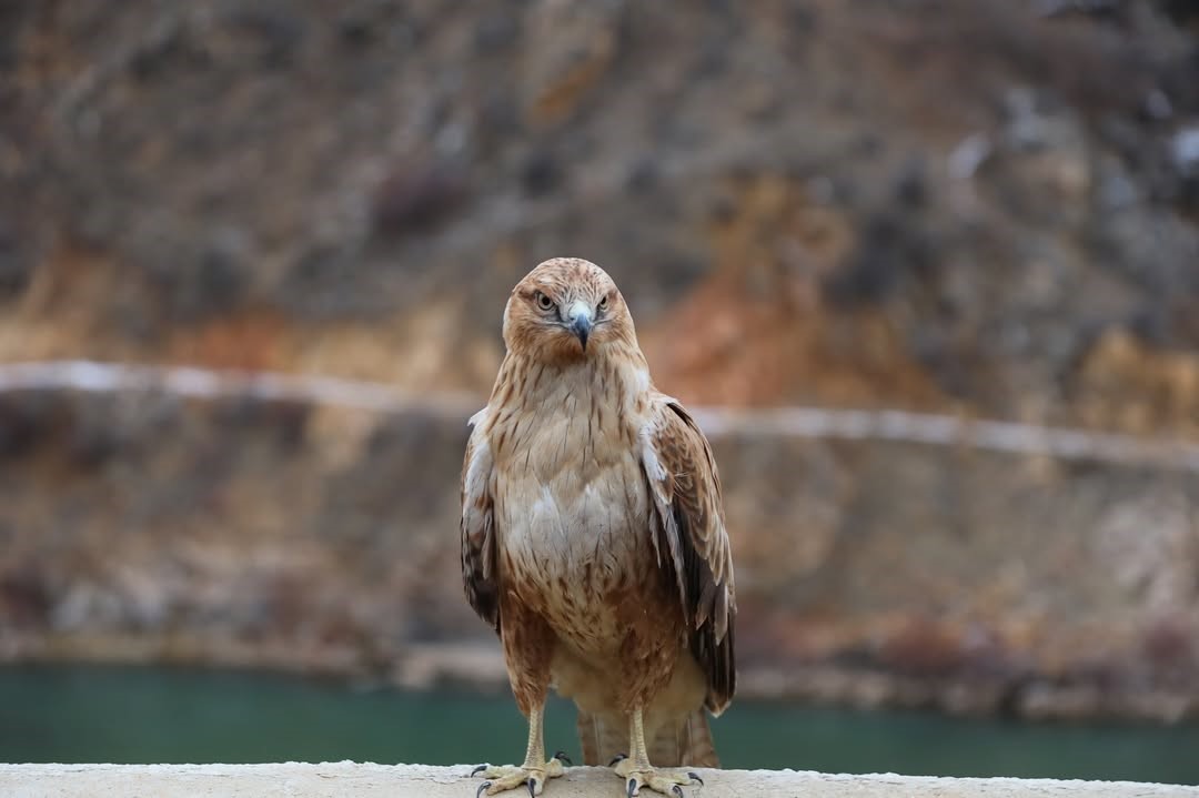 Vali Çiçek; tedavisi tamamlanan hayvanları doğaya saldı
