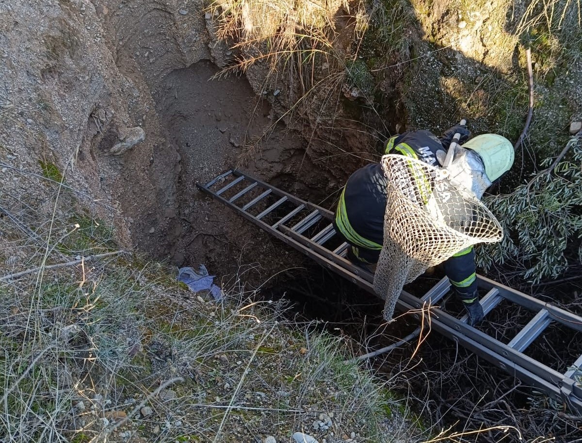 Nesli tükenmekte olan oklu kirpiler belediye ekipleri tarafından kurtarıldı
