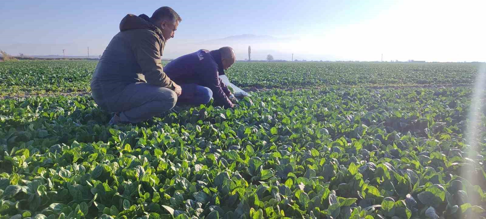 Manisa’da gıdalar sofraya gelmeden tarlada denetleniyor
