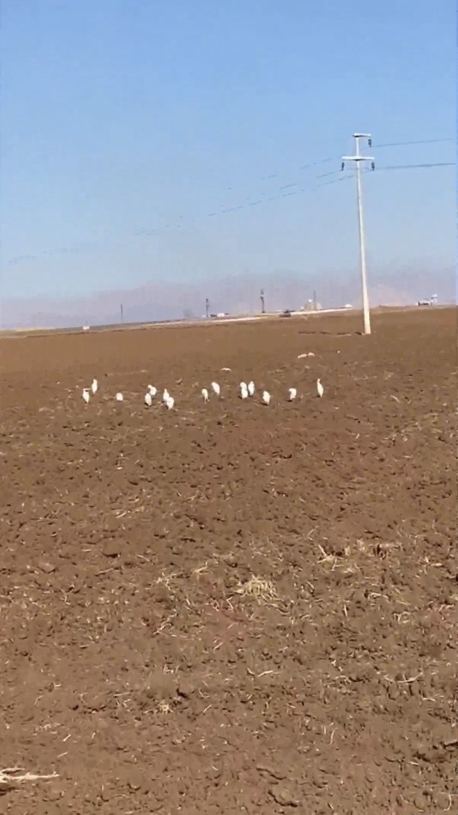 Mardin’de akbalıkçıl kuşları erken görüldü
