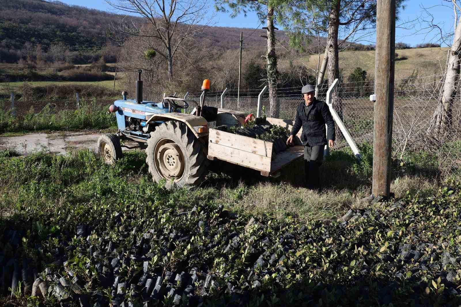 Bafra’da 9 bin 500 adet defne fidanı dağıtıldı
