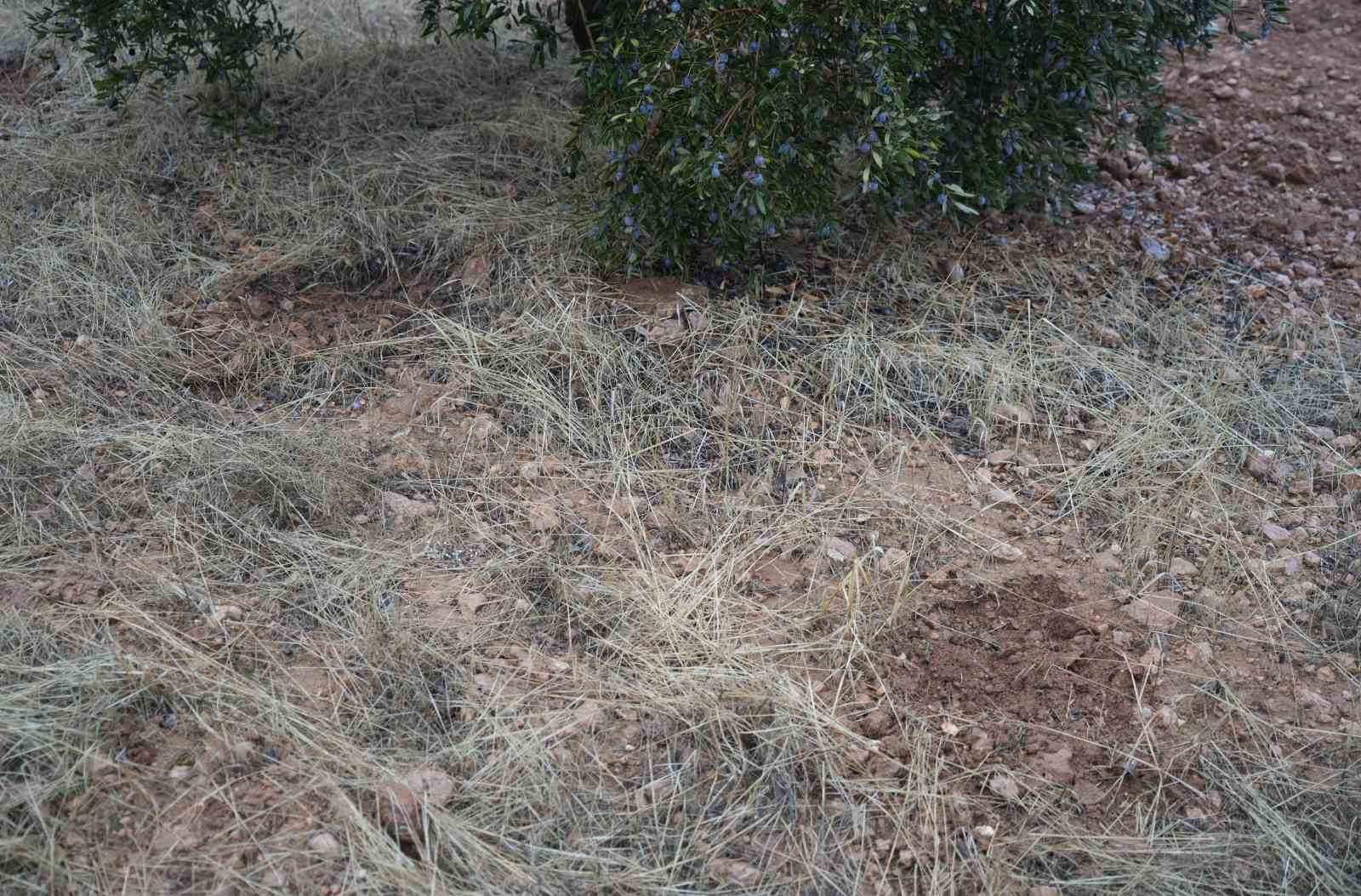 PKK/YPG Münbiç’te zeytin bahçesine yüzlerce mayın döşedi
