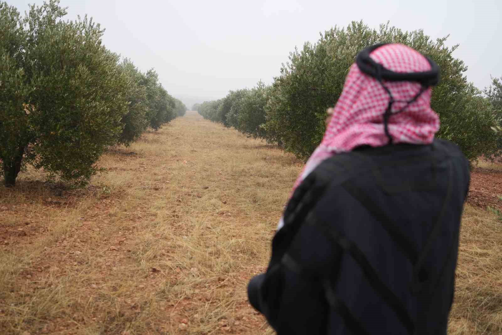 PKK/YPG Münbiç’te zeytin bahçesine yüzlerce mayın döşedi
