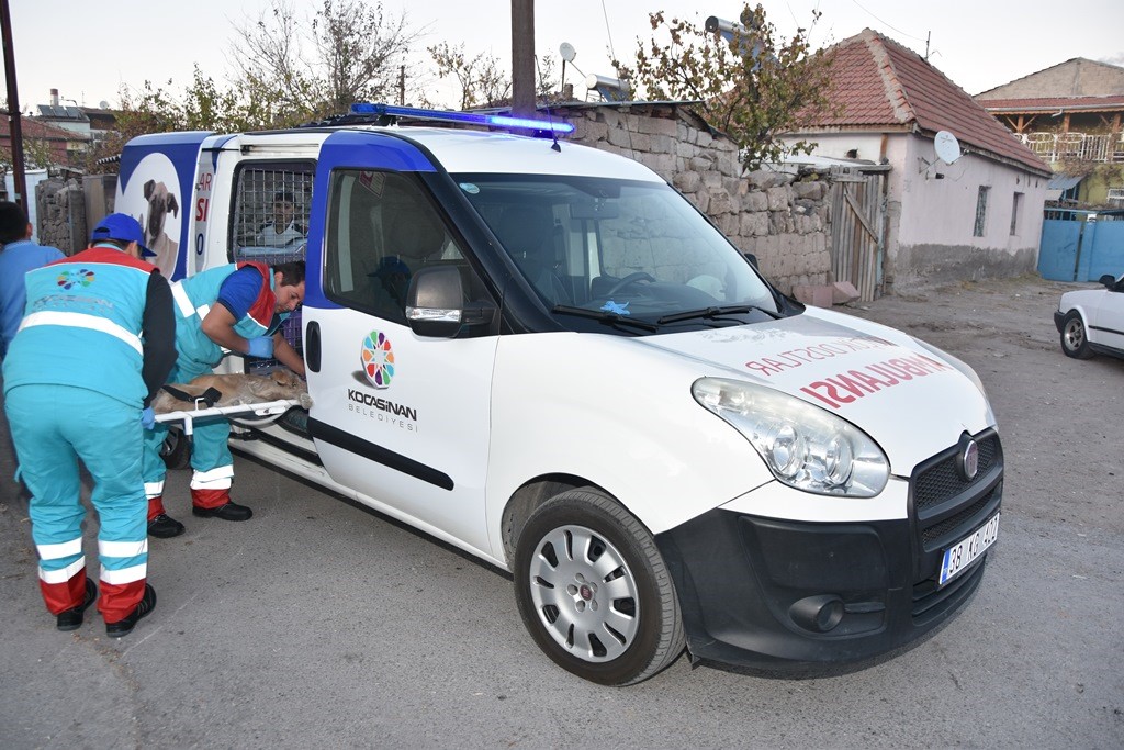 Küçük Dostlar Ambulansı ile 8 bin 753 can kurtarıldı
