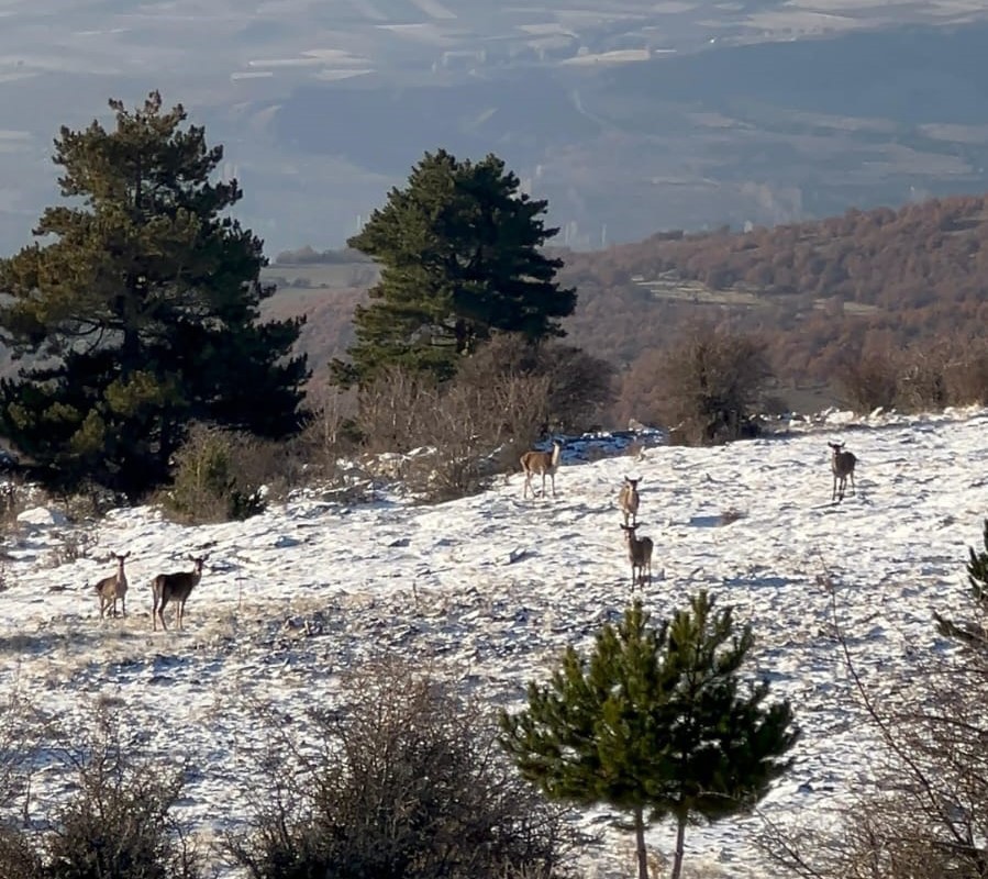 Bolu’da yiyecek arayan karaca sürüsü görüntülendi
