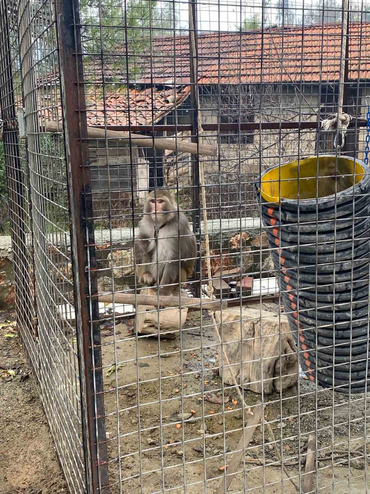 Ula’da ele geçirilen maymunlar doğa korumaya teslim edildi
