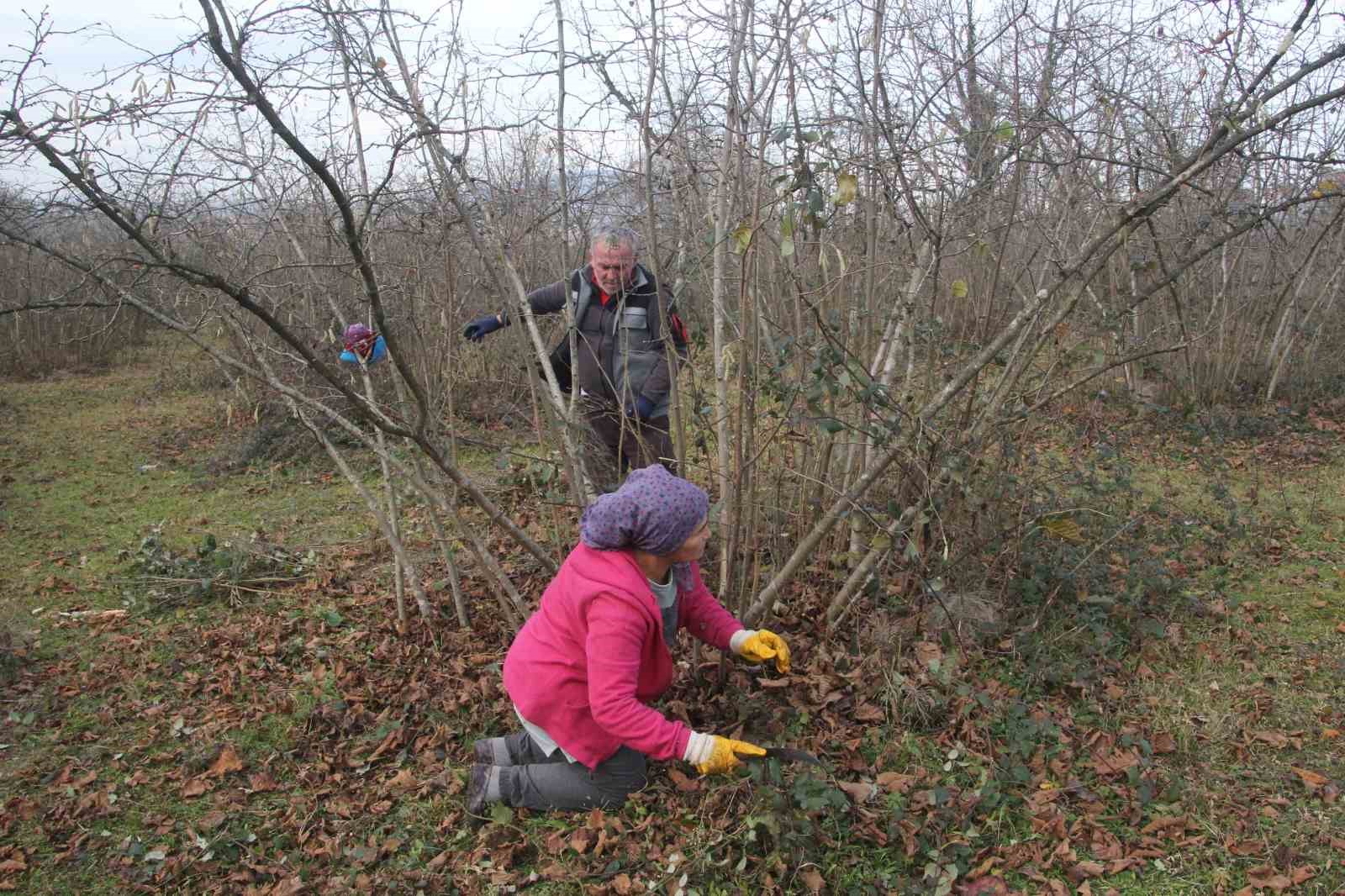 Fındık bahçelerinde kış bakımı başladı
