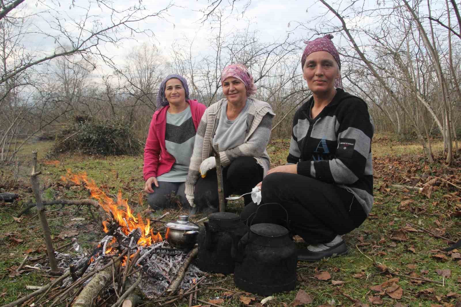 Fındık bahçelerinde kış bakımı başladı
