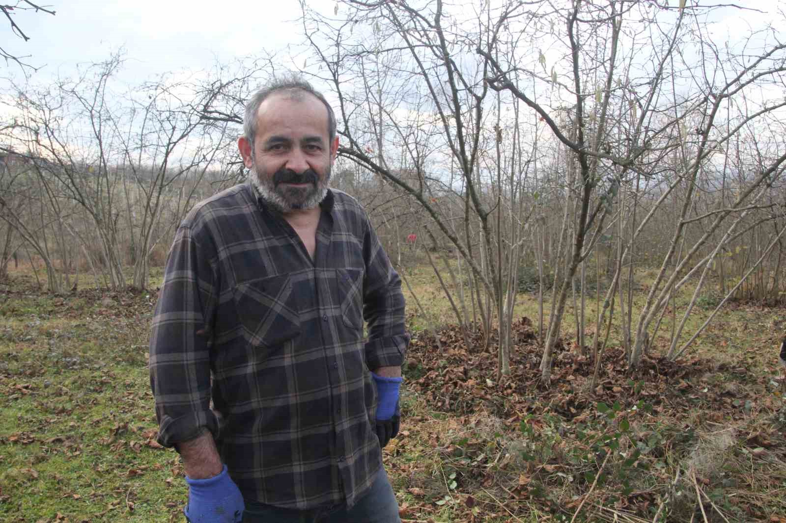 Fındık bahçelerinde kış bakımı başladı
