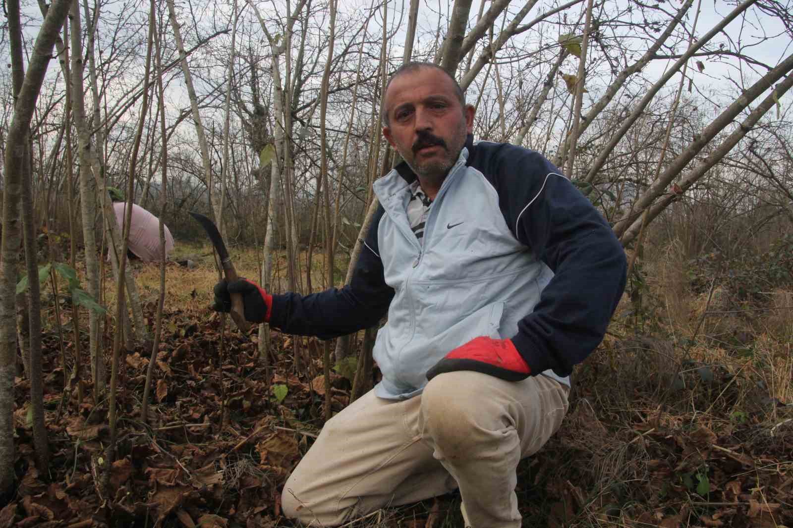 Fındık bahçelerinde kış bakımı başladı
