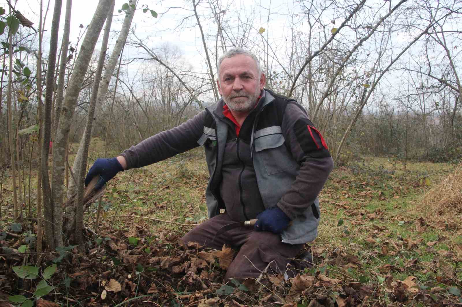 Fındık bahçelerinde kış bakımı başladı
