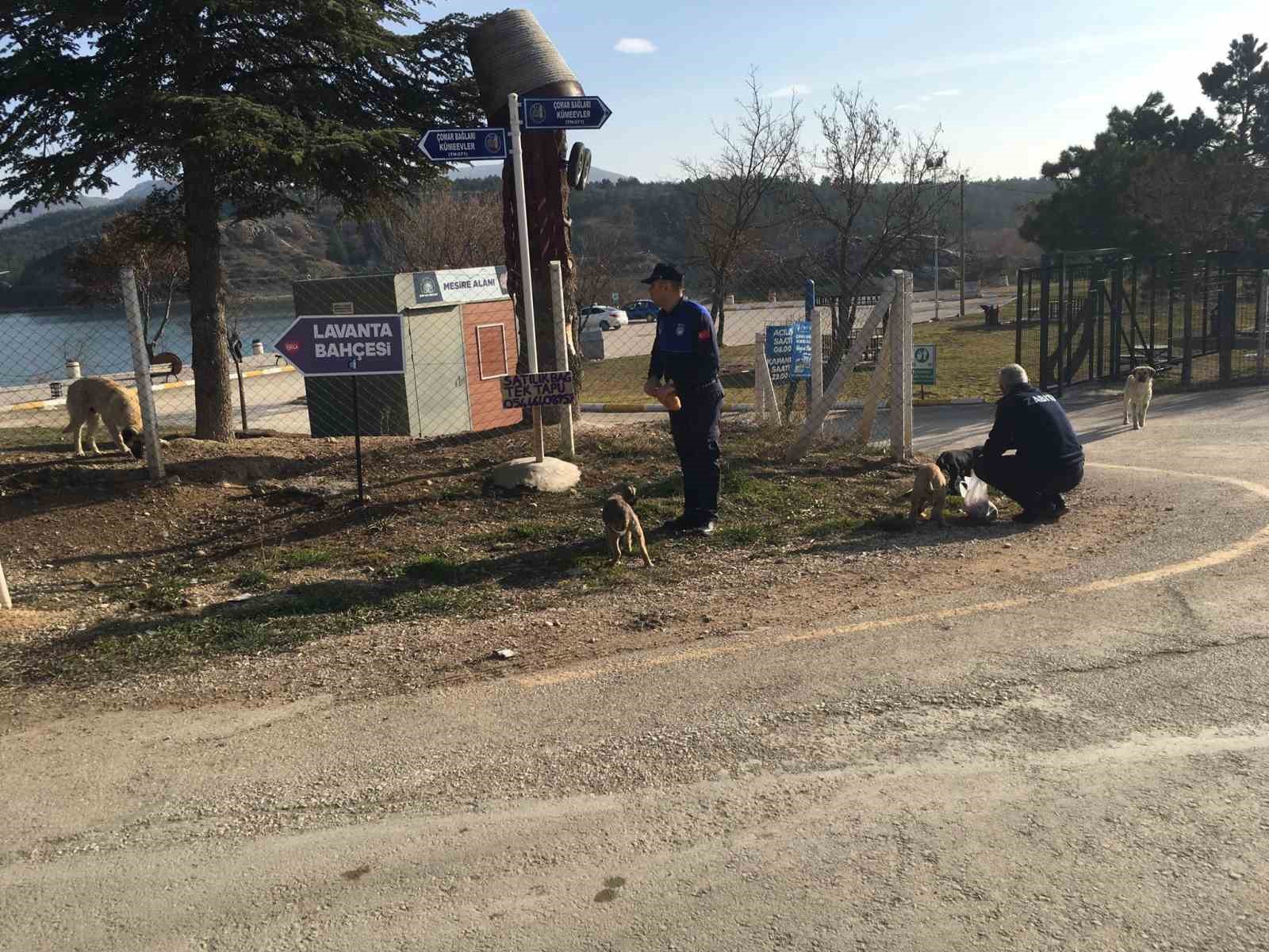 Zabıta ekipleri, sokak hayvanlarını besledi
