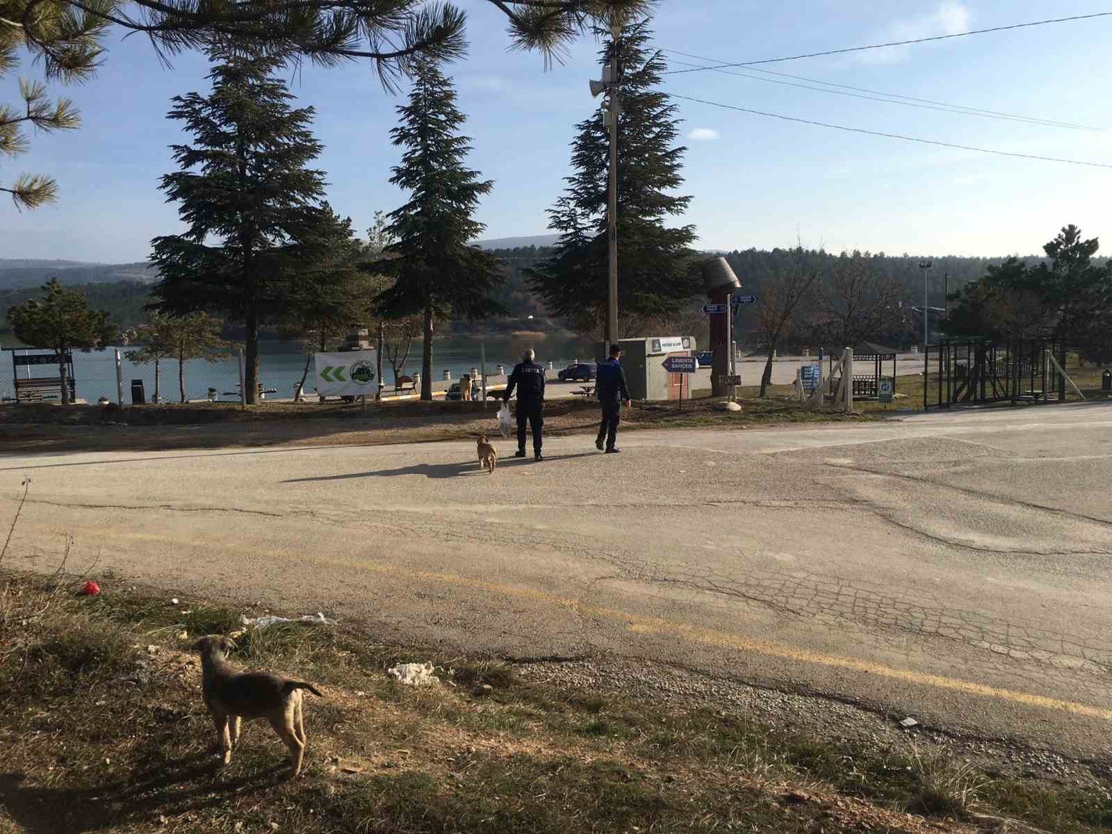 Zabıta ekipleri, sokak hayvanlarını besledi
