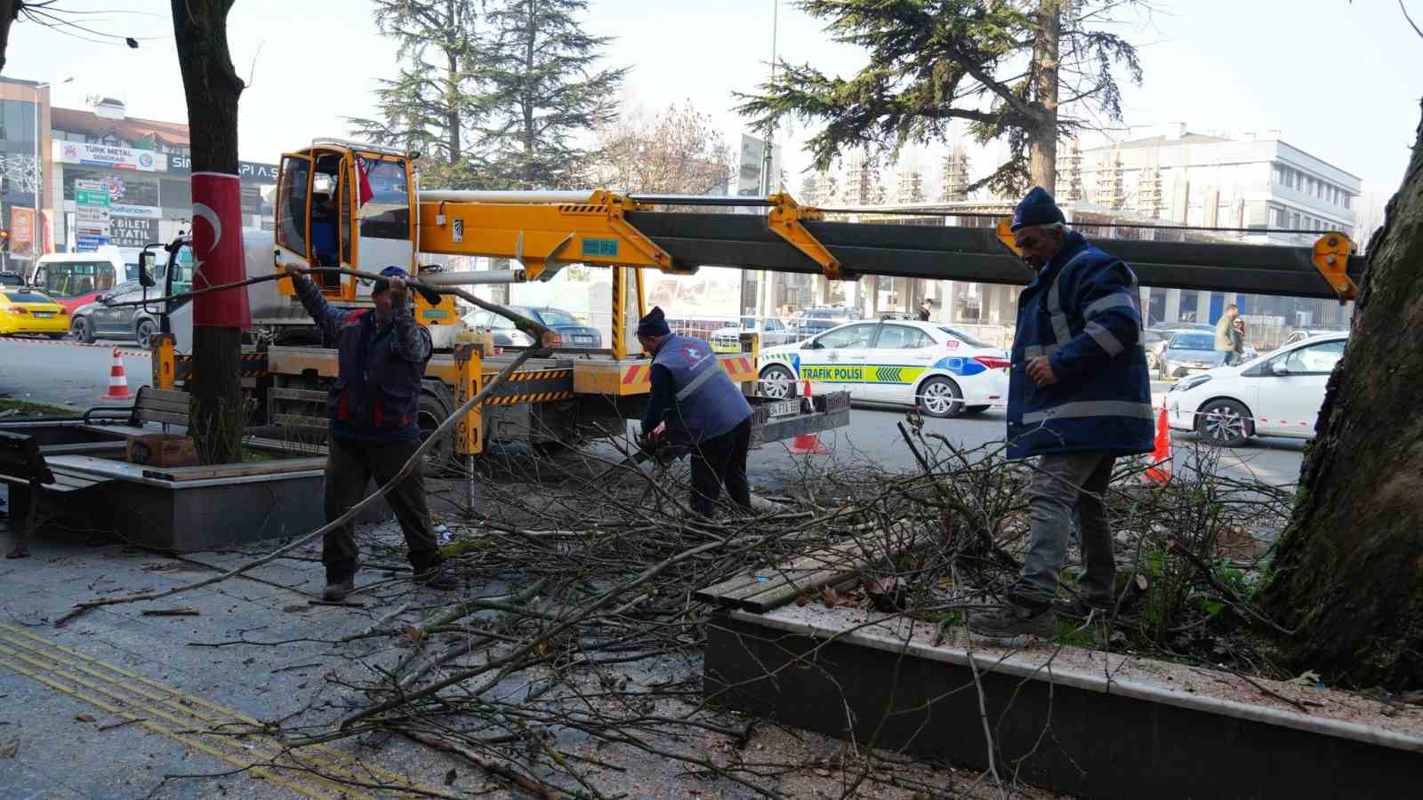 Ağaçların bakımları sürüyor
