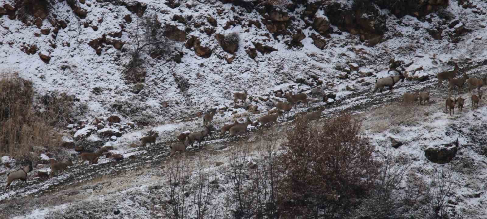 Elazığ’da envanter çalışmalarıyla dağ keçilerinin popülasyonu takip ediliyor
