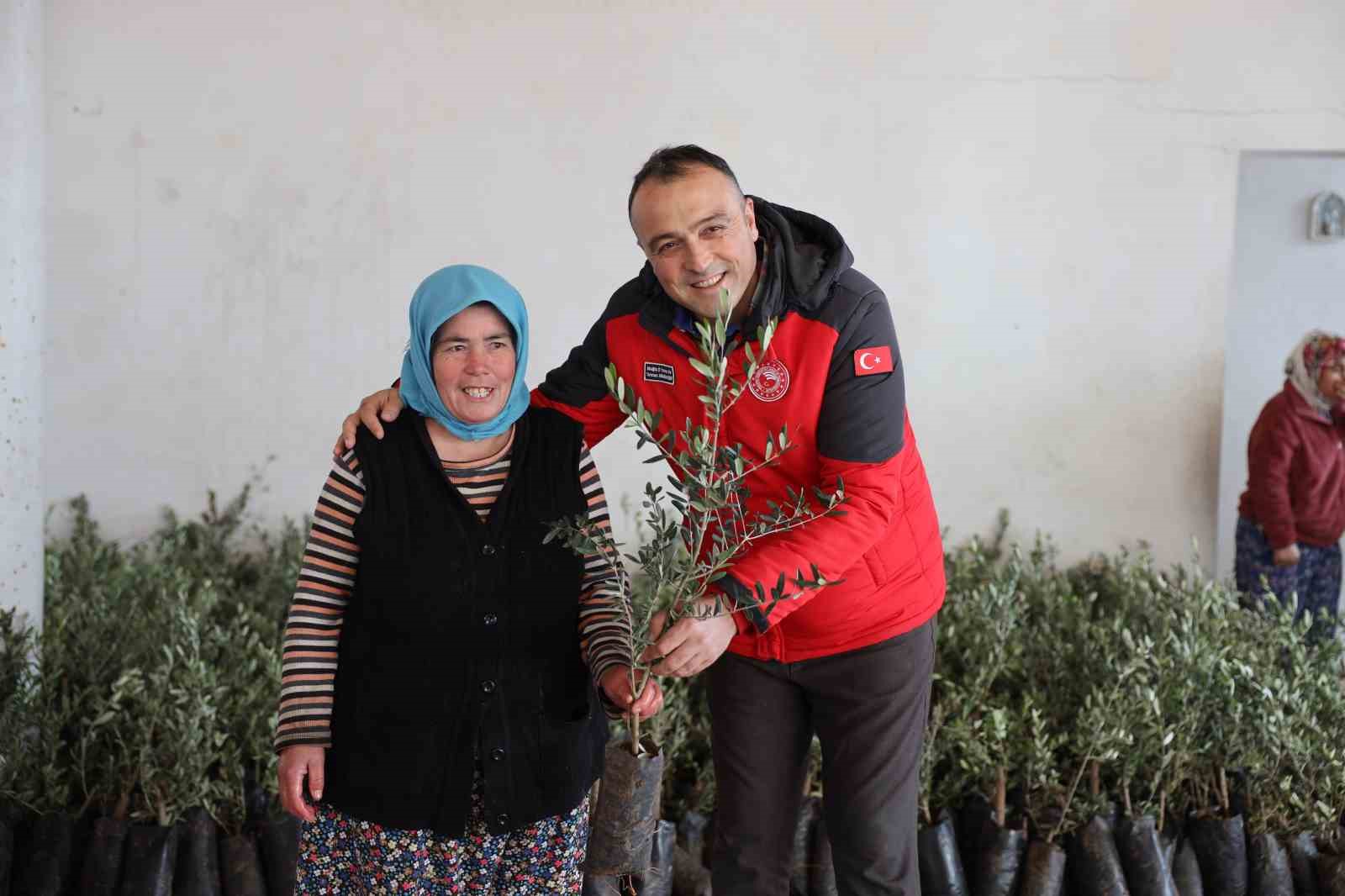 Yangında zarar gören üreticilere zeytin fidanı dağıtıldı
