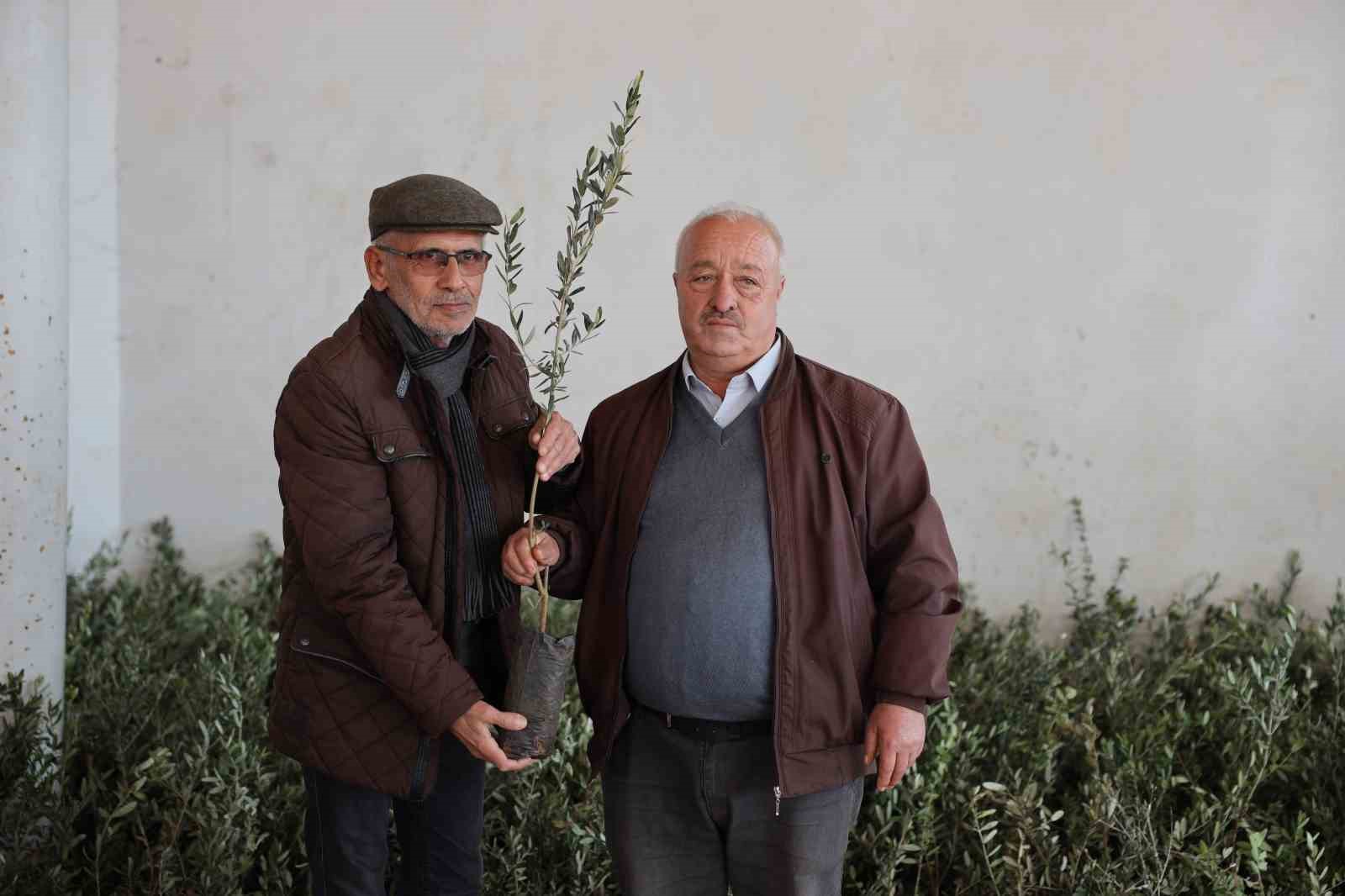 Yangında zarar gören üreticilere zeytin fidanı dağıtıldı
