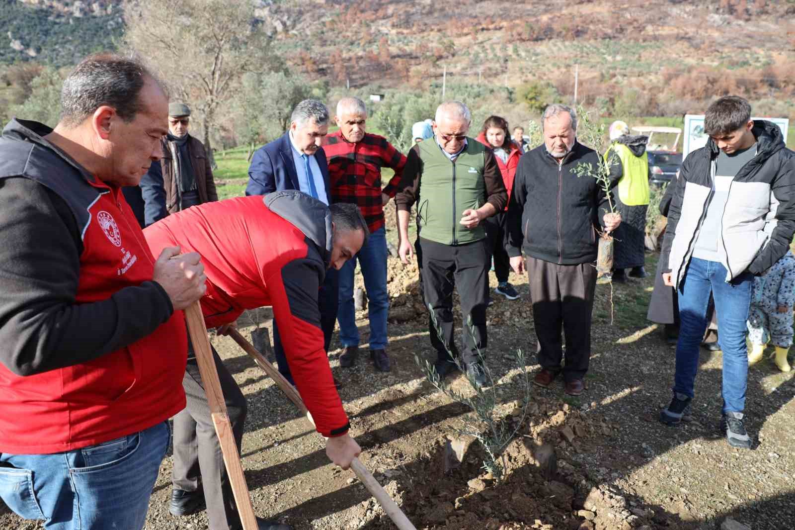 Yangında zarar gören üreticilere zeytin fidanı dağıtıldı
