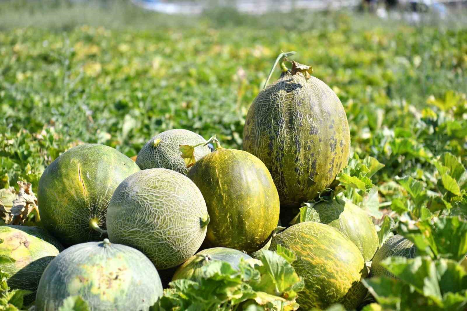 Kırşehir Ziraat Odası Başkanı Toprak: 