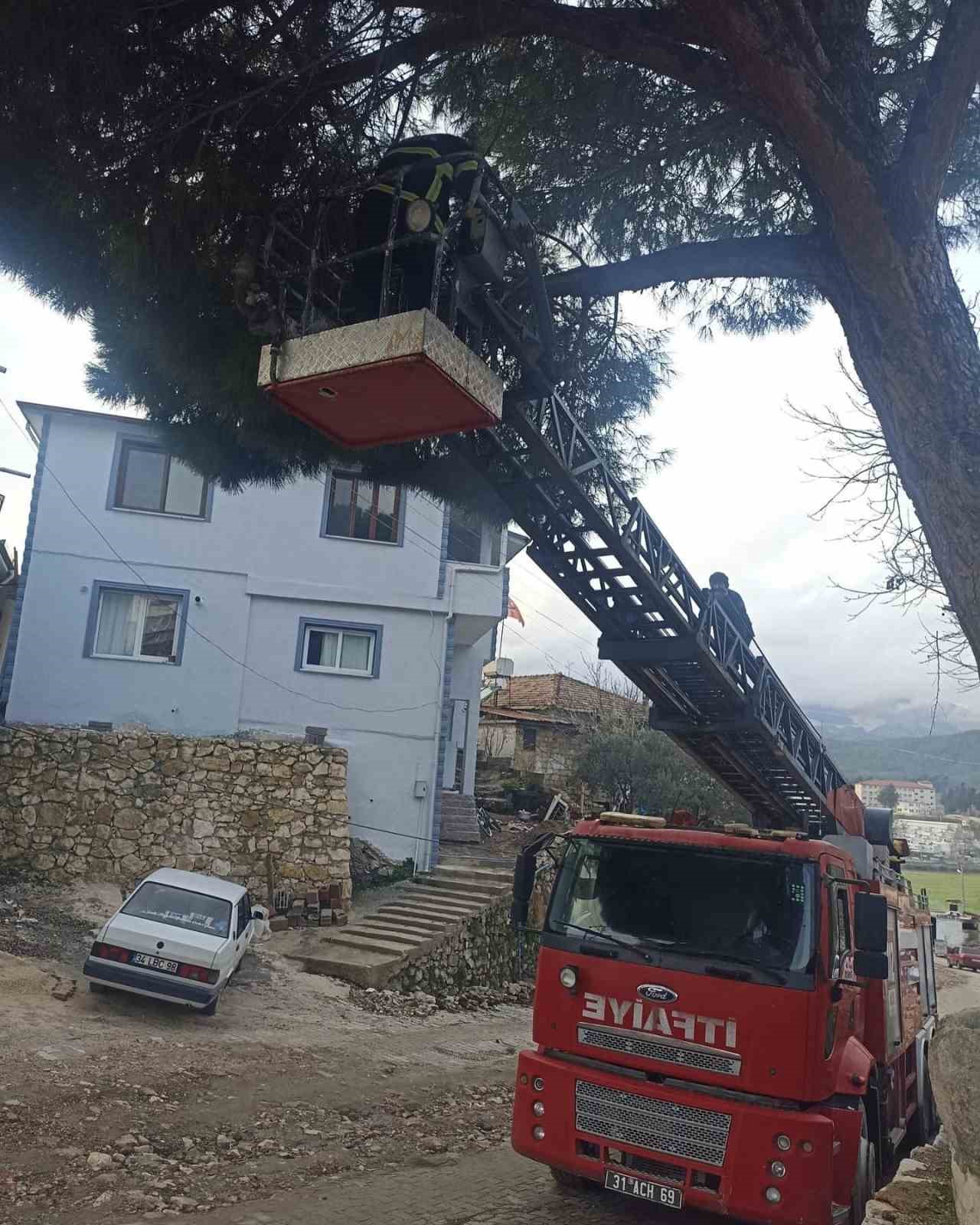 Yayladağı’nda ağaçta mahsur kalan kediyi itfaiye kurtardı
