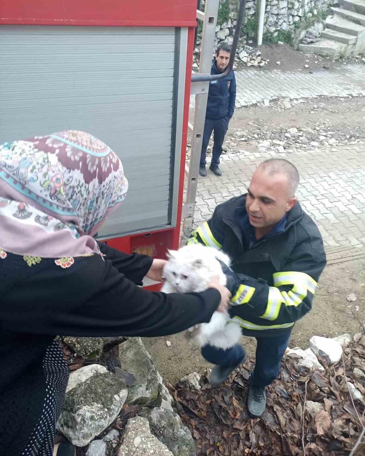 Yayladağı’nda ağaçta mahsur kalan kediyi itfaiye kurtardı
