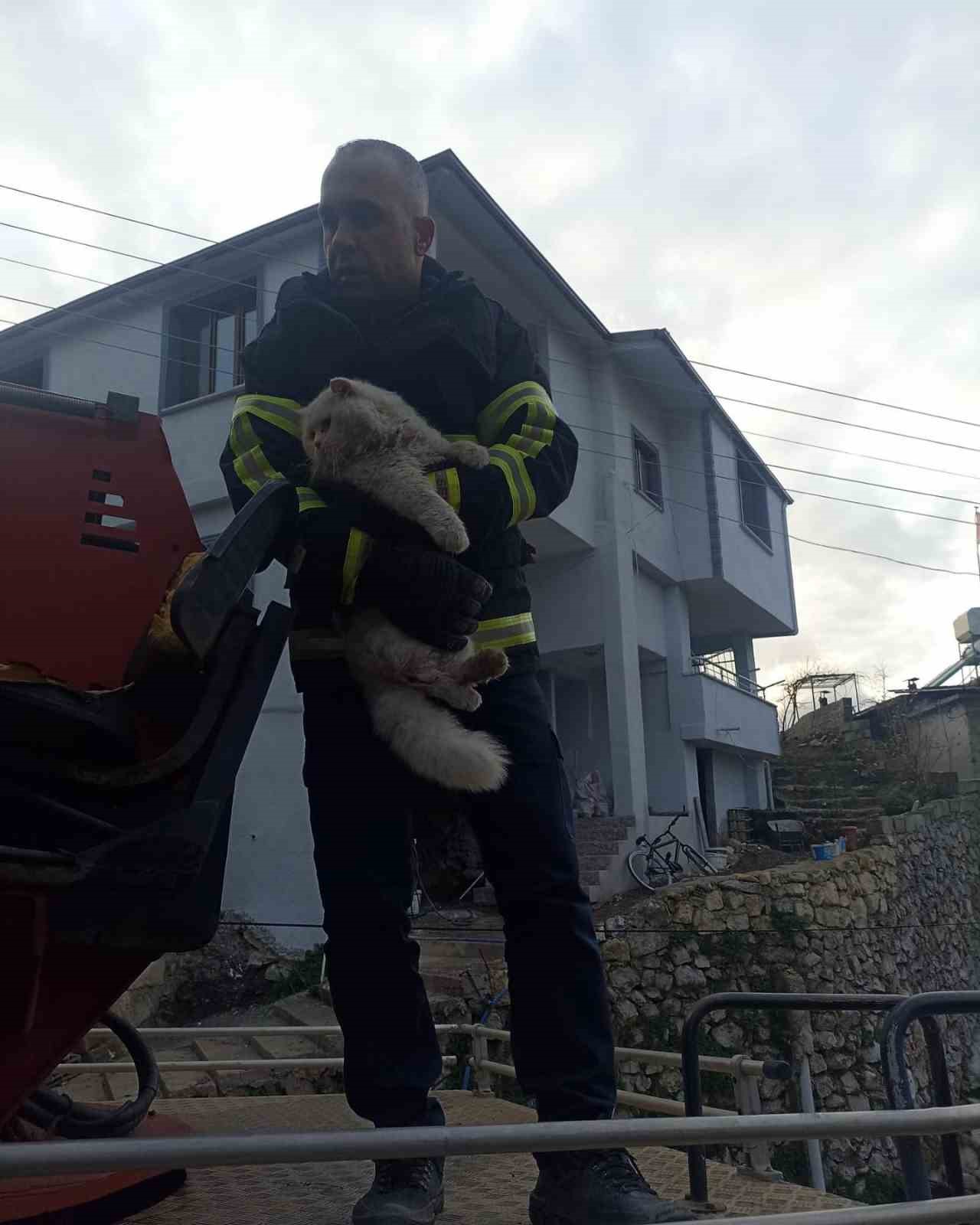 Yayladağı’nda ağaçta mahsur kalan kediyi itfaiye kurtardı
