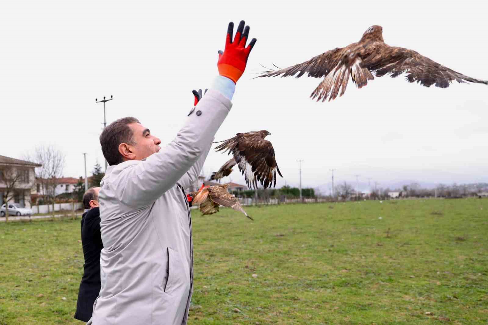 Tedavileri tamamlanan Kızıl Şahinler doğaya salındı
