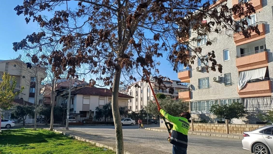 Didim Belediyesi ağaçların kış bakımlarını sürdürüyor
