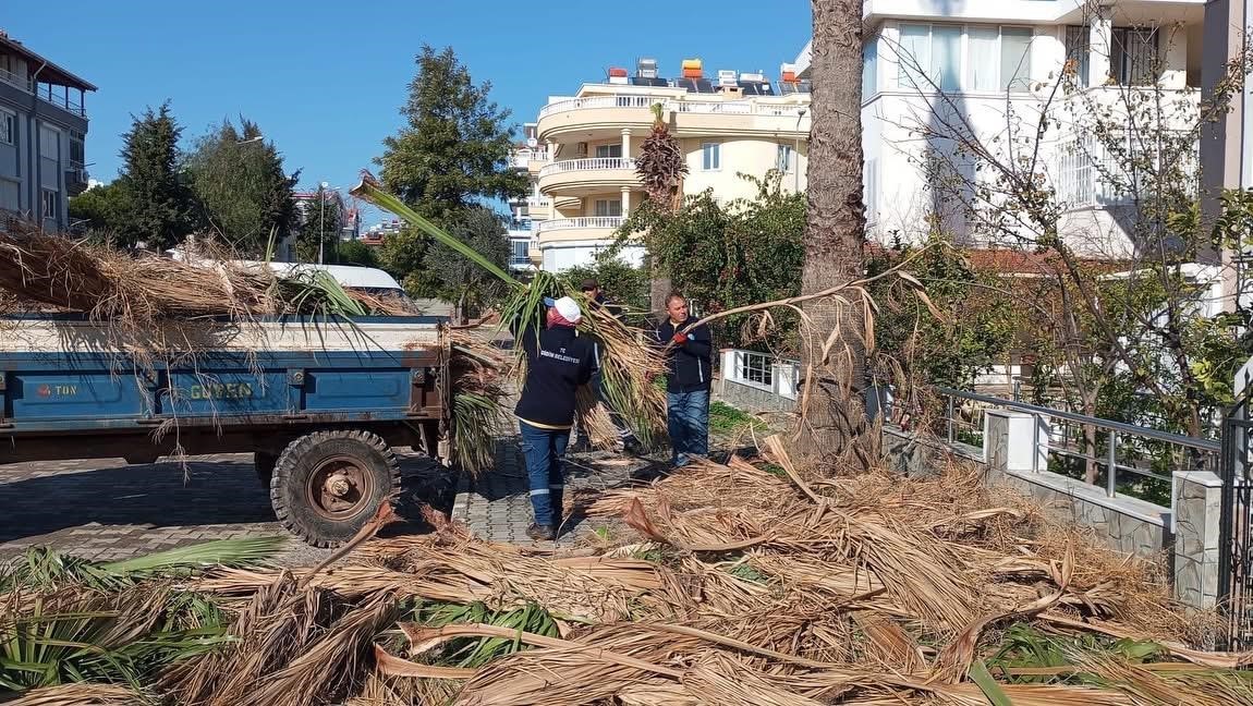 Didim Belediyesi ağaçların kış bakımlarını sürdürüyor
