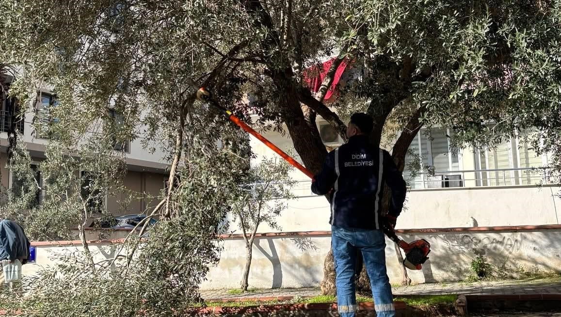 Didim Belediyesi ağaçların kış bakımlarını sürdürüyor
