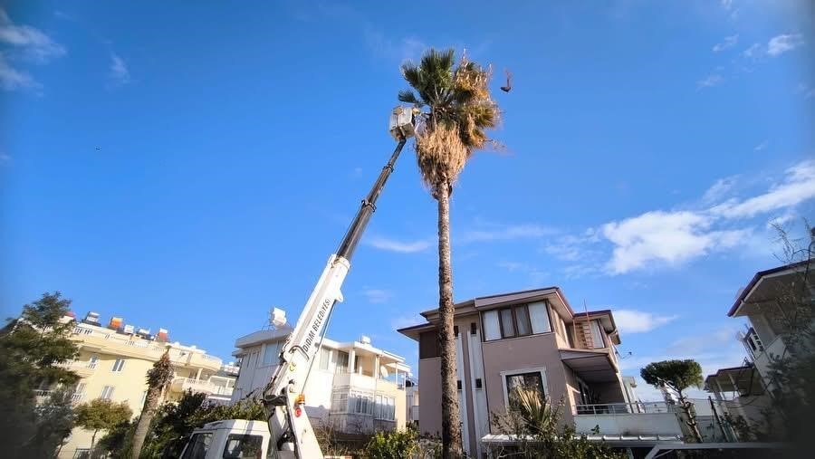 Didim Belediyesi ağaçların kış bakımlarını sürdürüyor
