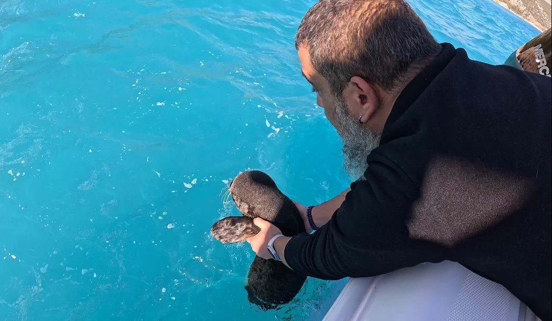 Fırtına mağduru yavru fok, el birliğiyle annesine kavuştu
