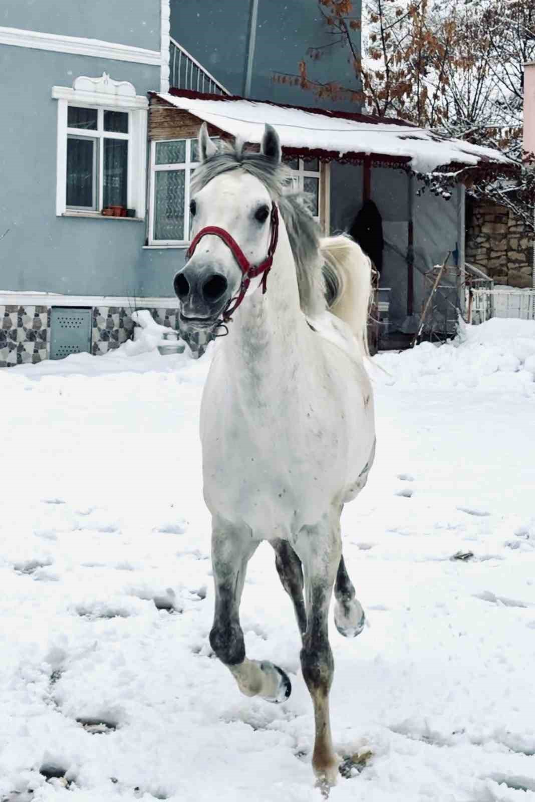 İsmiyle seslenilen at karlı kaplı arazide koşturarak sahibinin yanına geliyor
