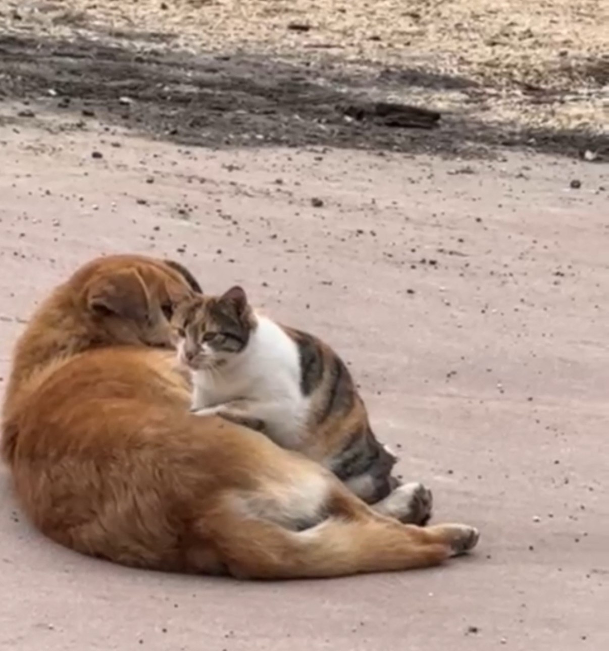 Kedi ile köpeğin sevimli dostluğu kameraya yansıdı
