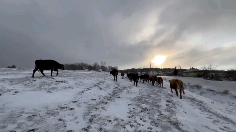 Edirneli besicilerin kar altında zorlu mesaisi
