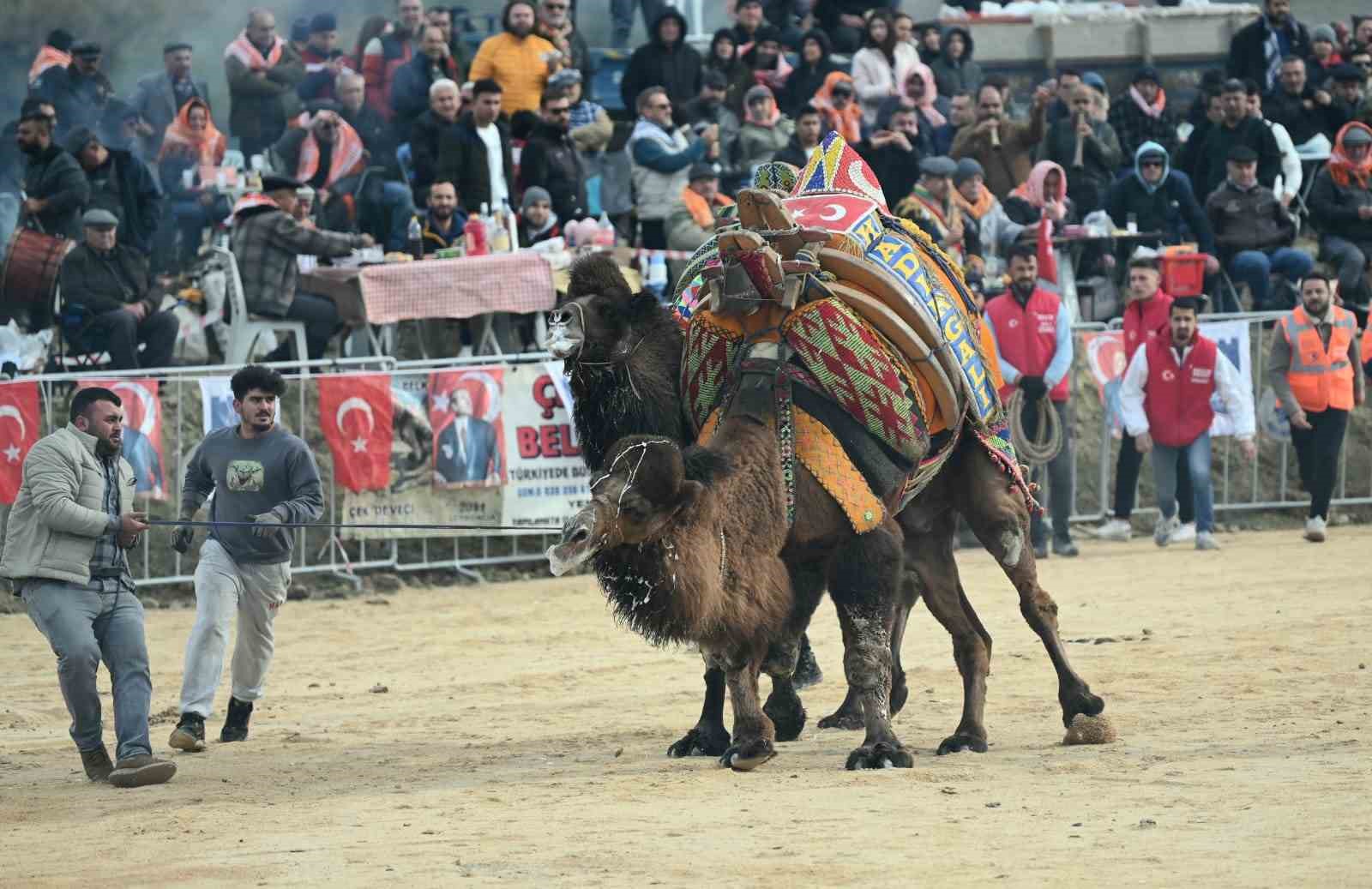 Kuşadası’nda deve güreşi festivali renkli görüntülere sahne oldu
