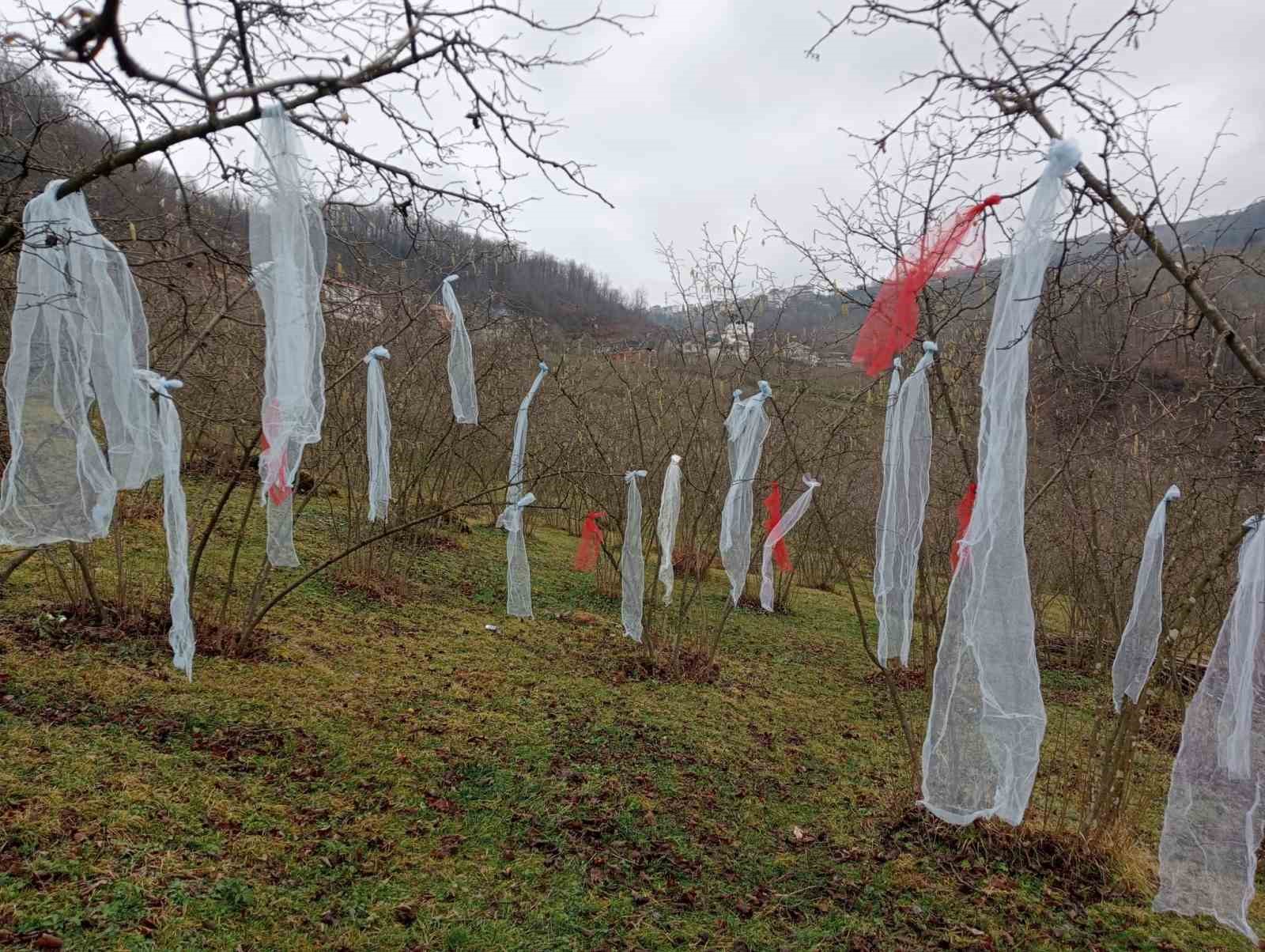 ‘Müslüman çam ağacı süsleme’ deyip, fındık bahçesini süsledi
